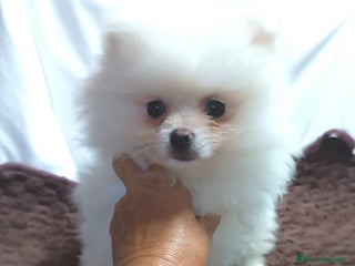 Pomerania perros - Anuncio 1