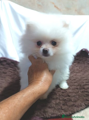 Pomerania perros - Anuncio 3