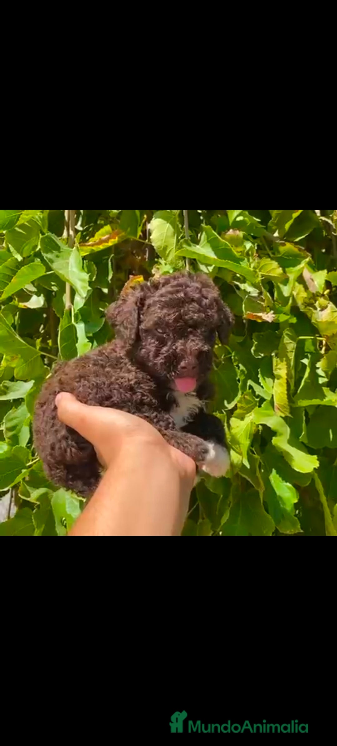 Perro de Agua Americano perros en venta: Perros de agua chocolate  - Imagen 2