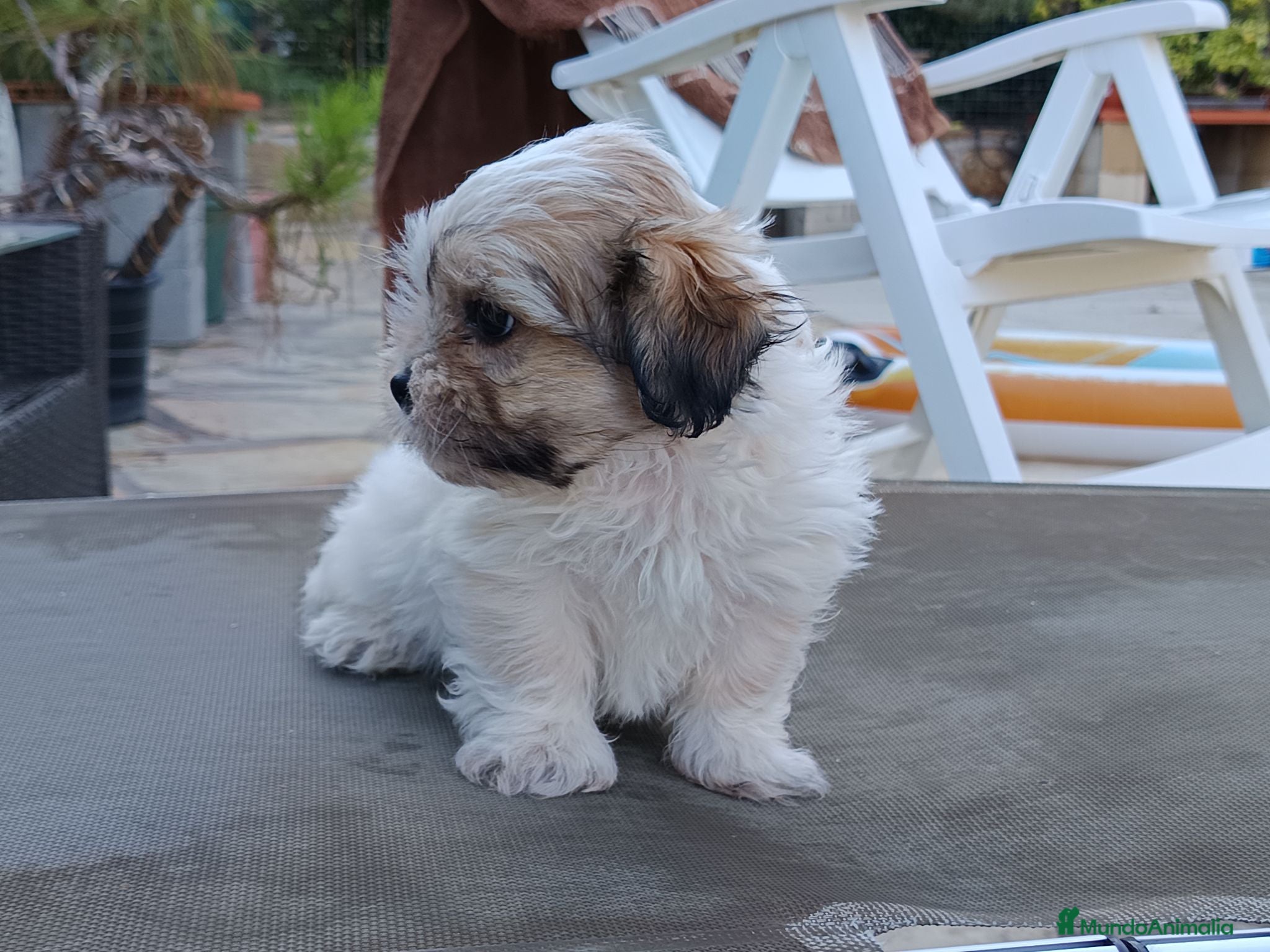 Shih Tzu perros MalShi. Shihtzu x Maltes - Anuncio 1