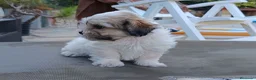 Shih Tzu perros en venta: MalShi. Shihtzu x Maltes - Anuncio 7