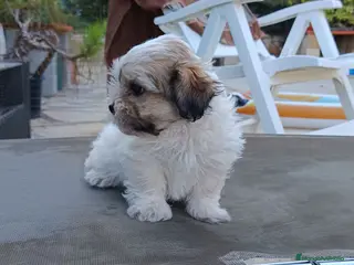 Shih Tzu perros MalShi. Shihtzu x Maltes - Anuncio 2