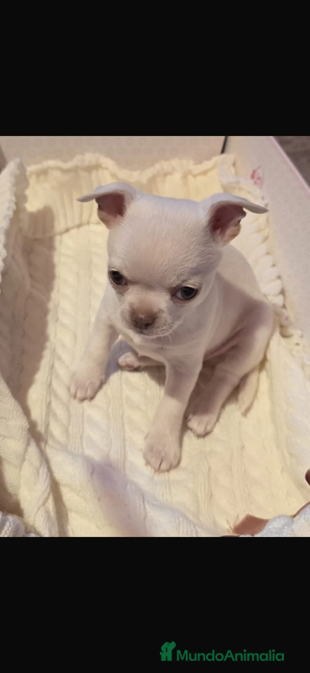 Chihuahua perros en venta: Preciosa hembra chihuahua toy blanca  - Anuncio 7