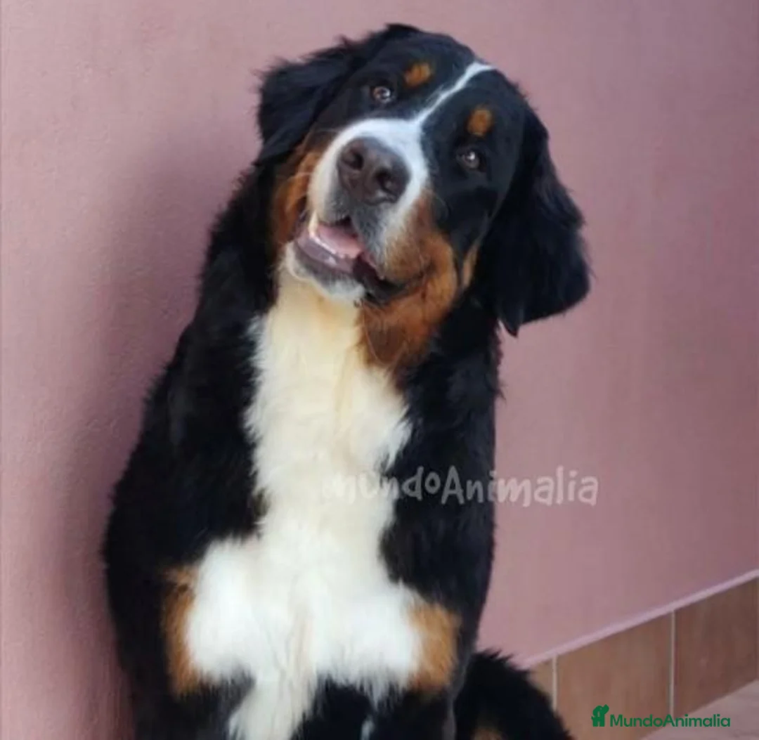 Imagen de galería {{count}}