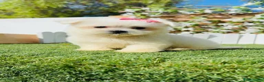 Bichón Maltés 1