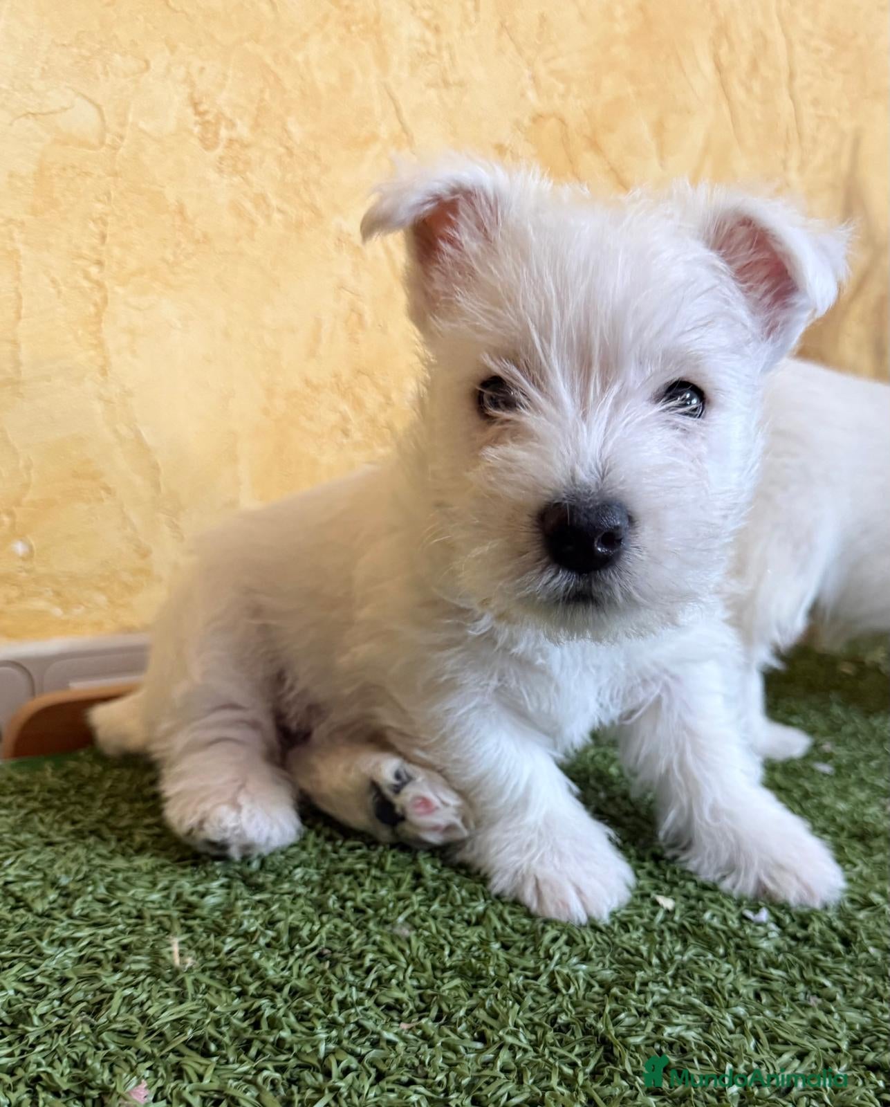West Highland White Terrier perros Westys maravillosa raza  - Anuncio 1