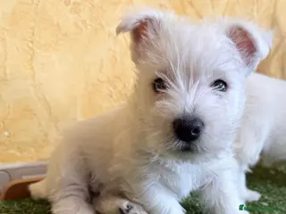 West Highland White Terrier perros Westys maravillosa raza - Anuncio 1