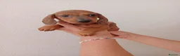Teckel Miniatura perros en venta: Teckel Miniatura - Anuncio 7