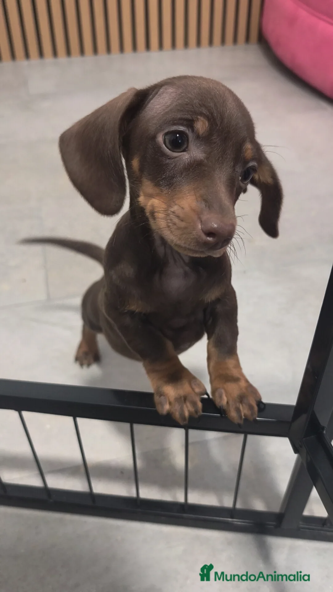 Teckel Miniatura perros en venta: Teckel chocolate 🍫 ♂️♀️ - Anuncio 1