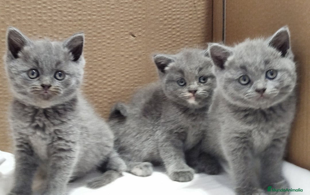Británico de Pelo Corto gatos en venta: British Shorthair  - Imagen 3