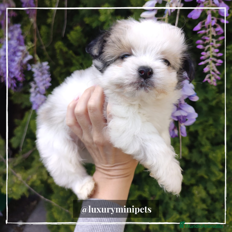 Bichón Habanero perros en Madrid - Anuncio 2