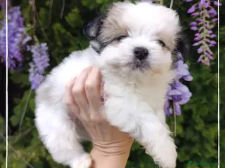 Bichón Habanero perros Camada de Bichón Habanero en Madrid - Anuncio 1