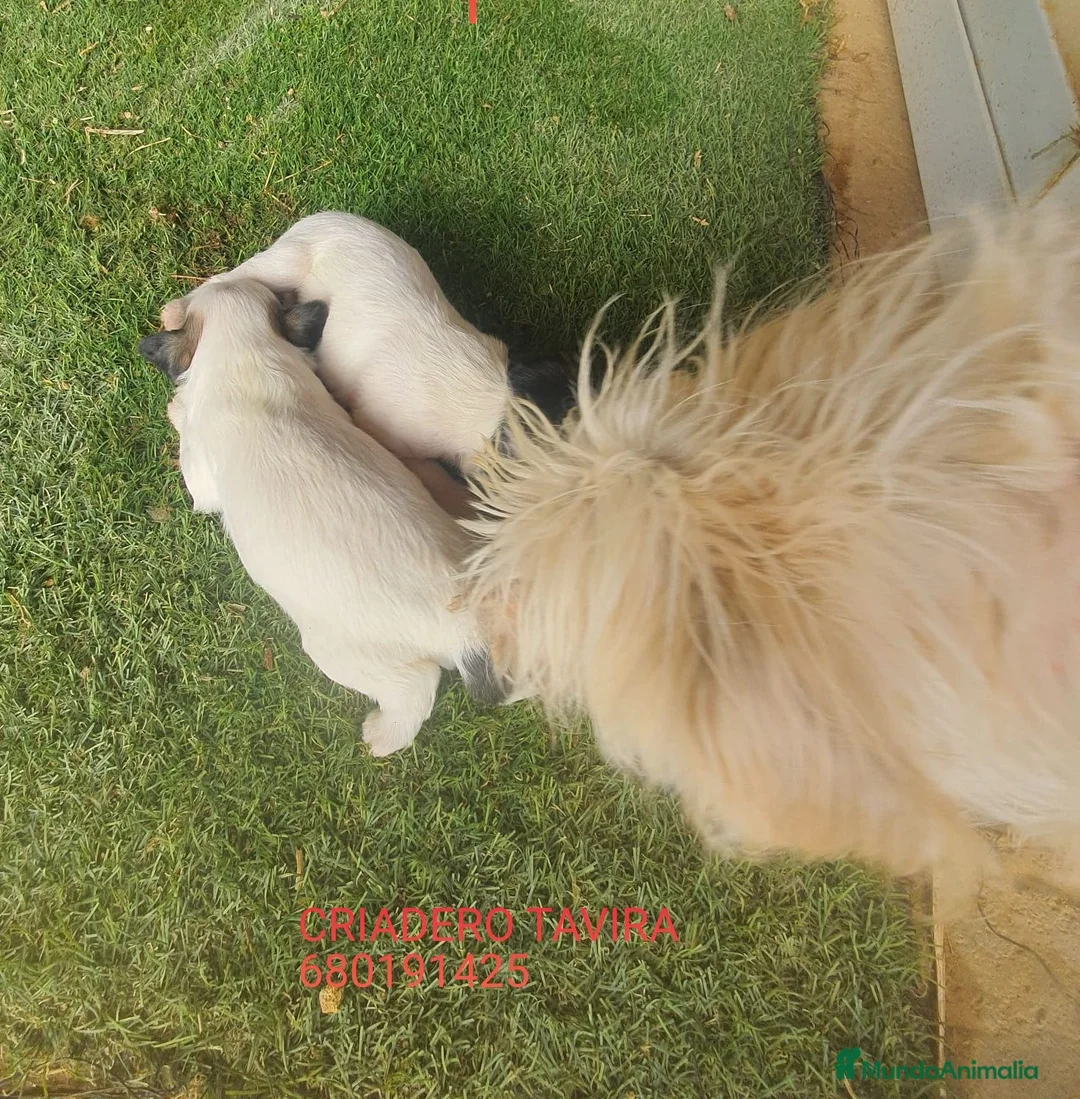Caniche Toy perros en venta: Crestado Chino con Pelo - Anuncio 2
