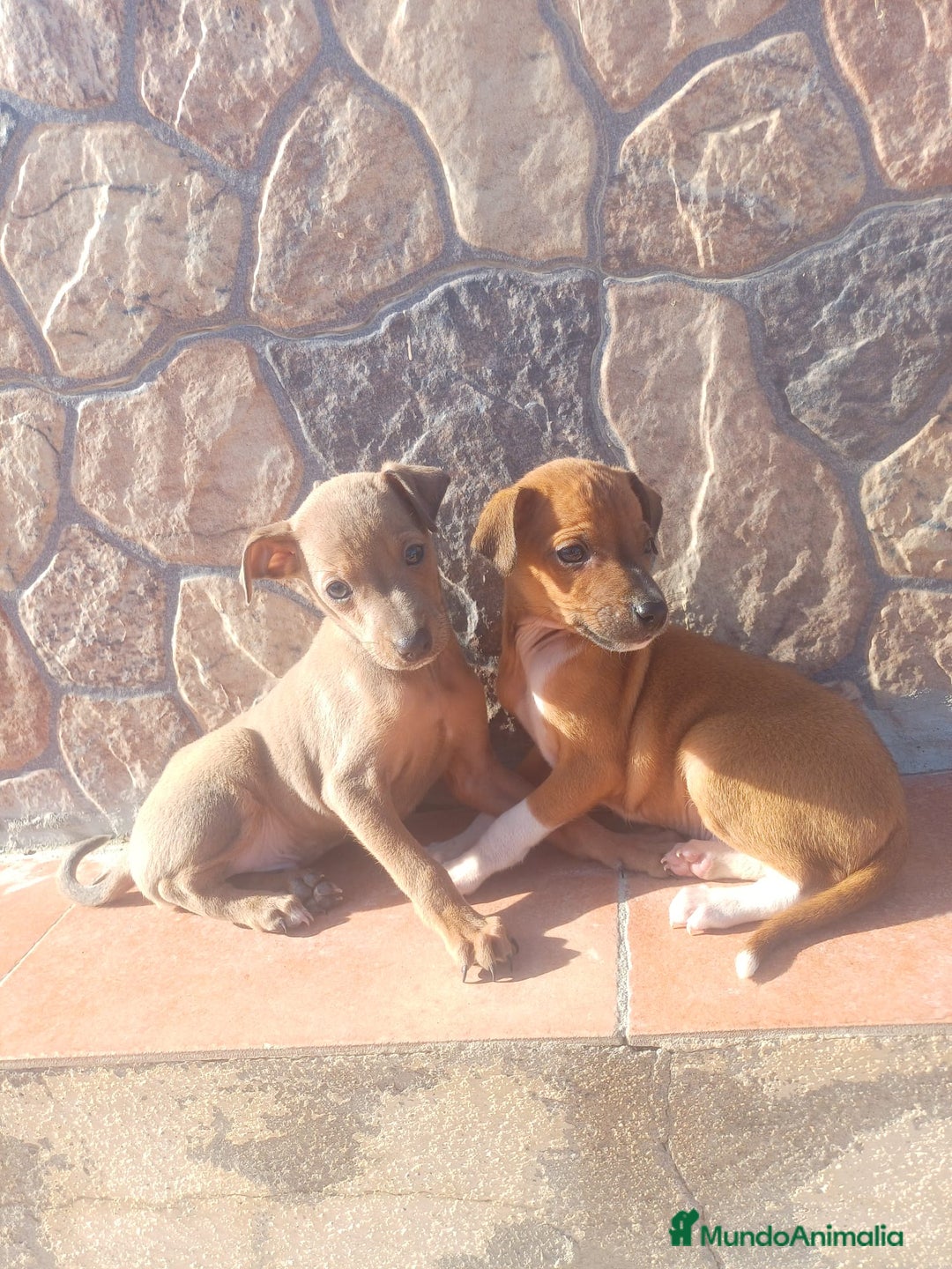 Pequeño Lebrel Italiano perros en venta: Piccolo italiano Isabella  - Anuncio 2