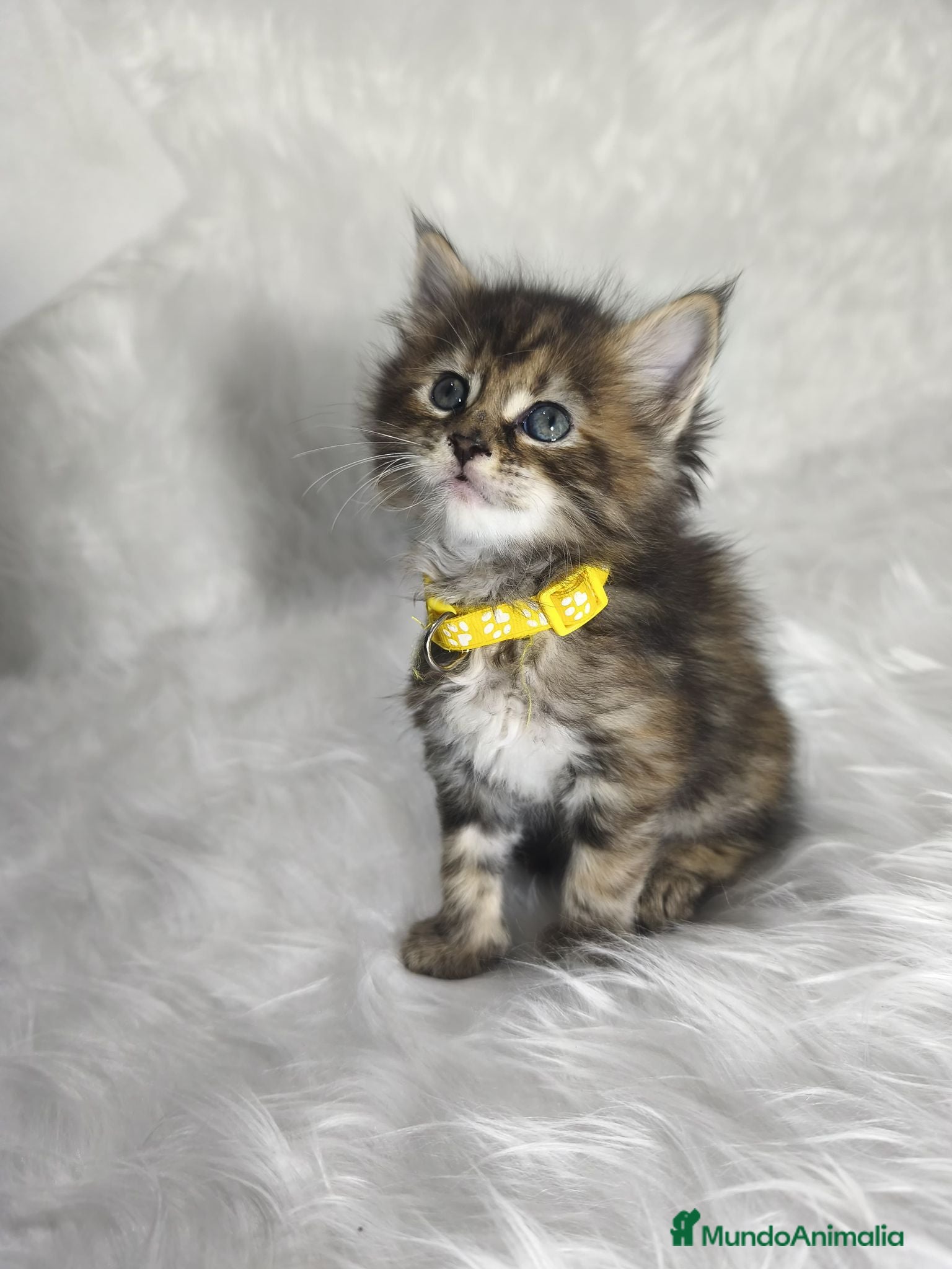 Maine Coon gatos Hembras de Maine Coon  - Anuncio 1