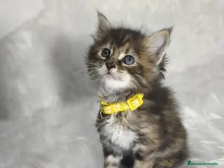 Maine Coon gatos Hembras de Maine Coon - Anuncio 1