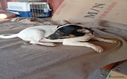 Ratonero Bodeguero Andaluz perros en venta: Bodeguero  - Imagen 1