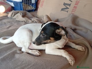 Ratonero Bodeguero Andaluz perros - Anuncio 2