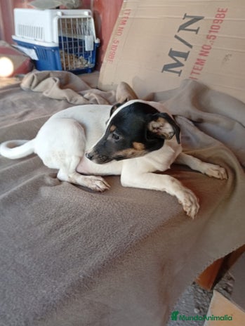 Ratonero Bodeguero Andaluz perros - Anuncio 2