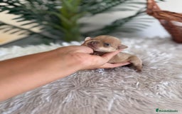 Chihuahua perros en venta: CHIHUAHUA MACHO CANELA - Imagen 7