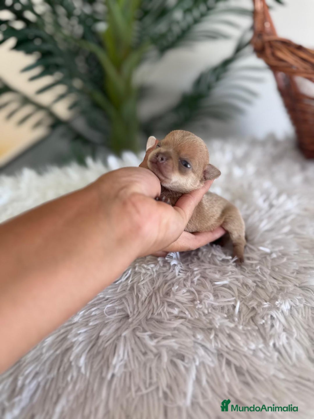 Chihuahua perros en venta: CHIHUAHUA MACHO CANELA - Imagen 7