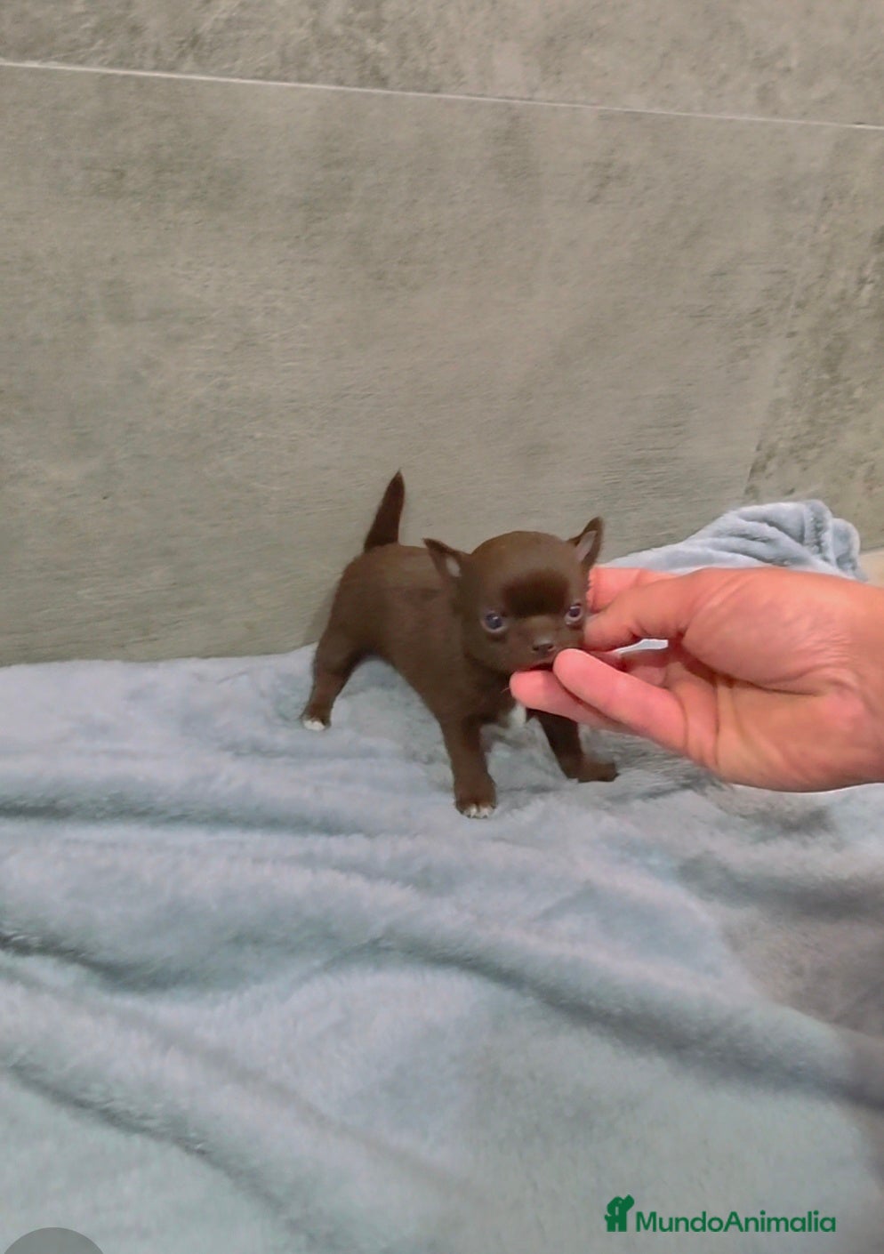 Chihuahua perros Chihuahua macho m - Anuncio 1