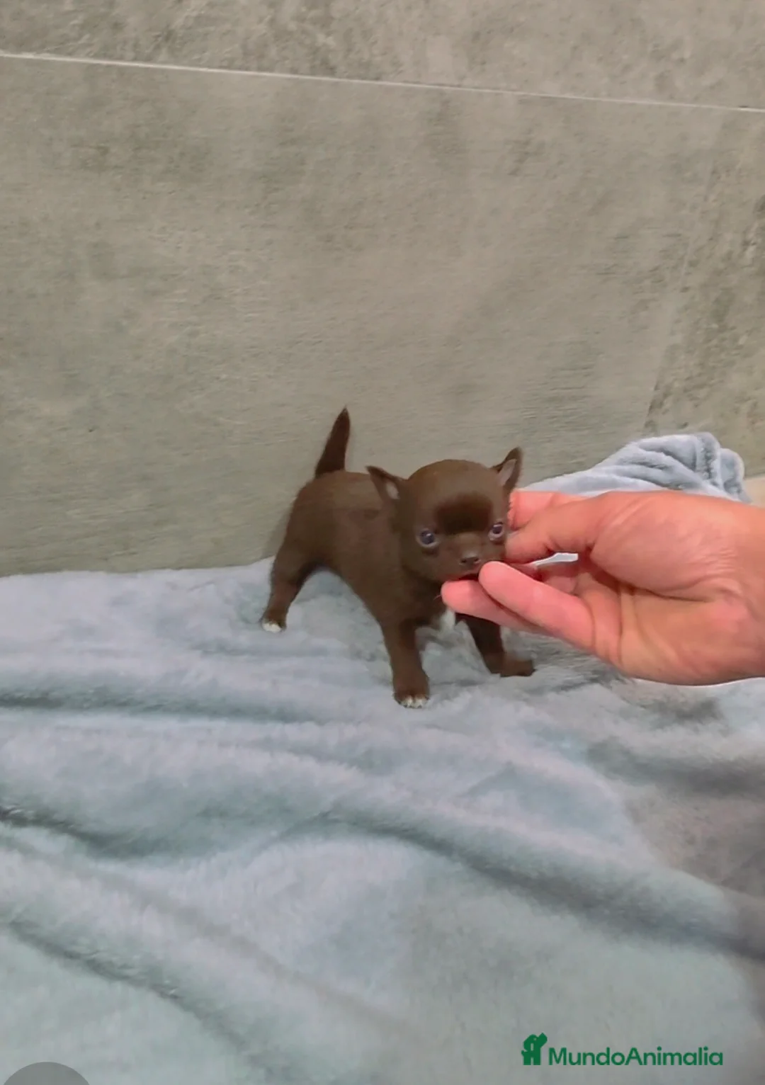 Chihuahua perros en venta: Chihuahua macho m en Sevilla - Anuncio 1