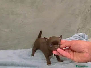 Chihuahua perros Chihuahua macho m - Anuncio 1