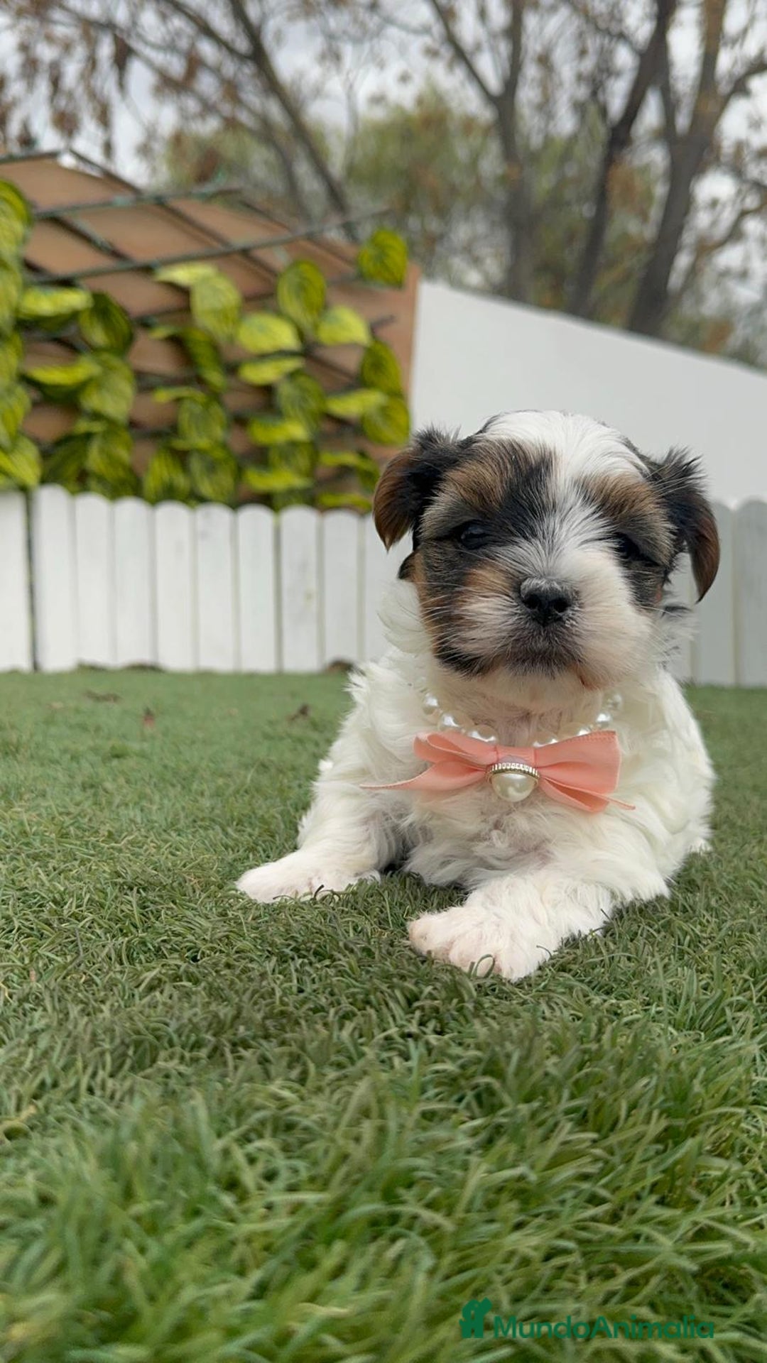 Yorkshire Terrier perros en venta: YORKSHIRE BIEWER HEMBRA - Anuncio 2