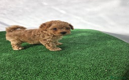 Caniche Toy perros en venta: Caniche toy  - Imagen 2