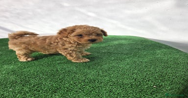 Caniche Toy perros - Anuncio 12