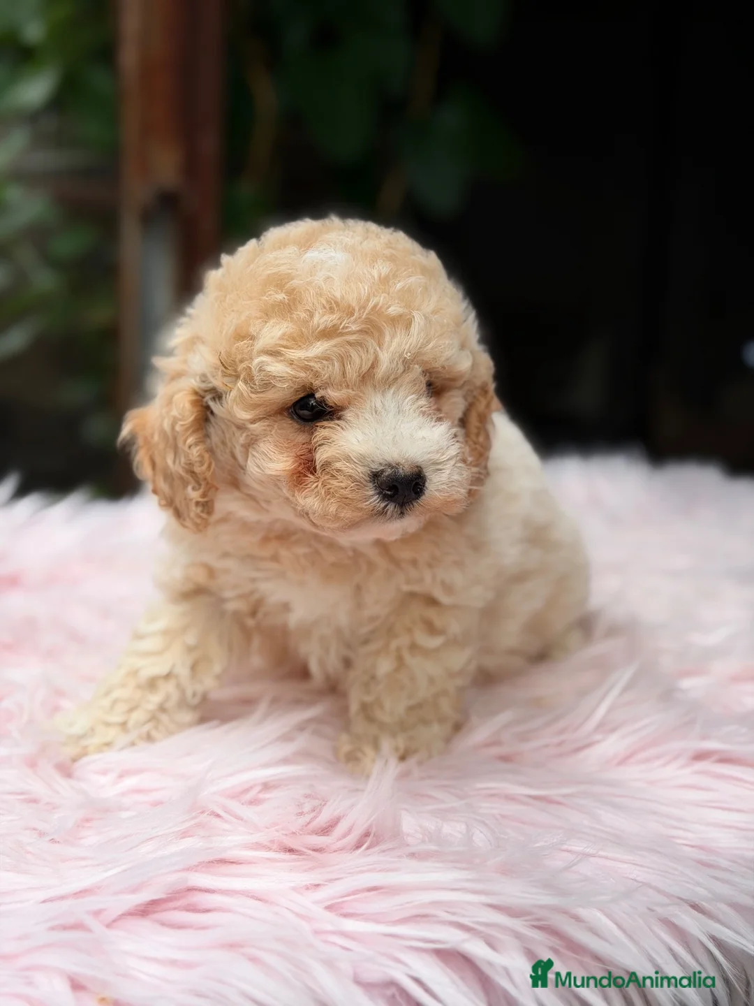 Caniche Toy perros en venta: Caniche Toy Apricot  - Anuncio 2