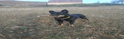 Raza Mixta perros en adopcion: TEX busca hogar - Anuncio 2