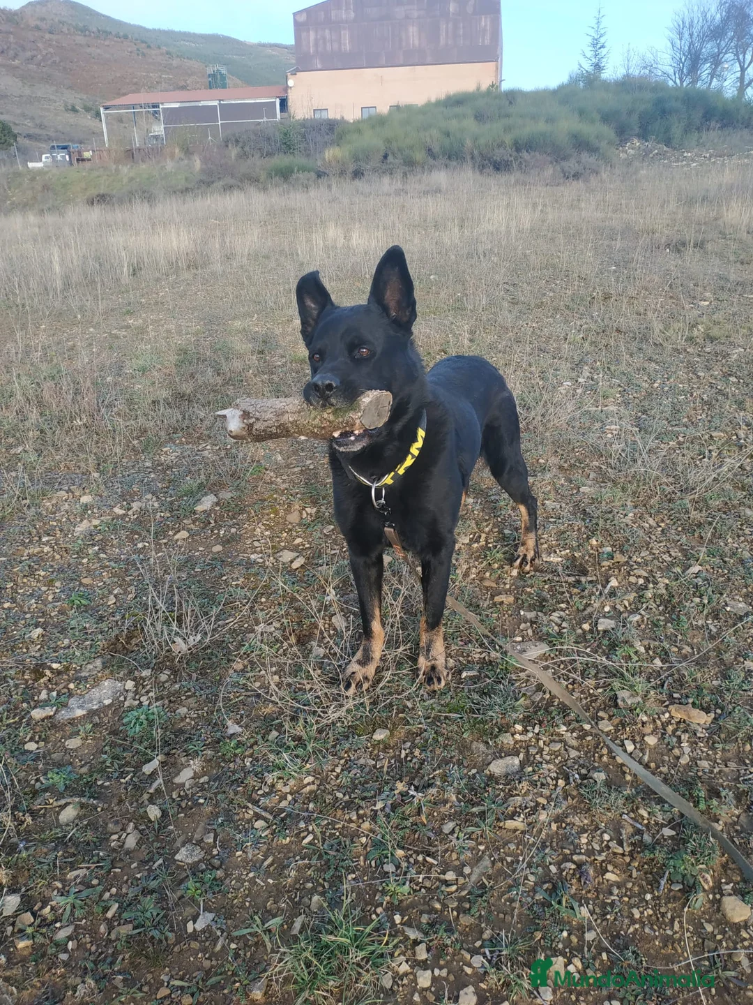 Raza Mixta perros en adopcion: TEX busca hogar - Anuncio 2