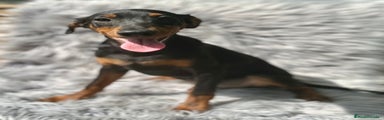Pinscher Alemán Cachorro 2