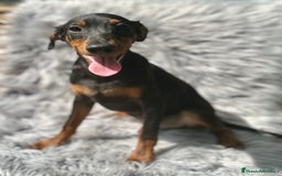 Pinscher Alemán perros en venta: PINSCHER ALEMÁN TAMAÑO PEQUEÑO - Imagen 2
