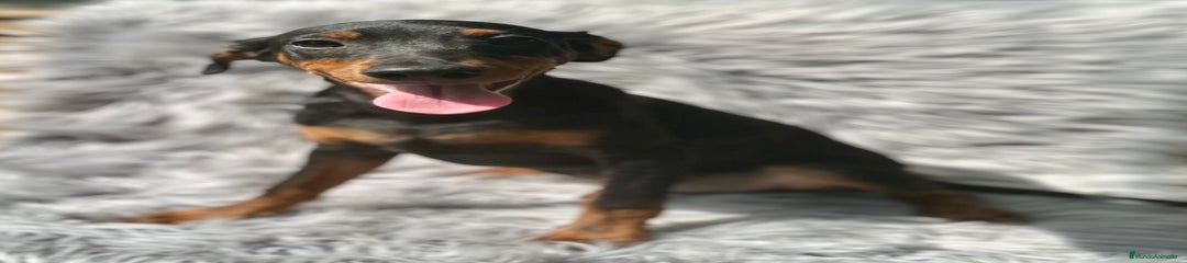 Pinscher Alemán Cachorro 2