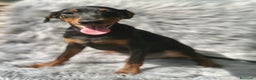 Pinscher Alemán perros en venta: PINSCHER ALEMÁN TAMAÑO PEQUEÑO - Anuncio 2