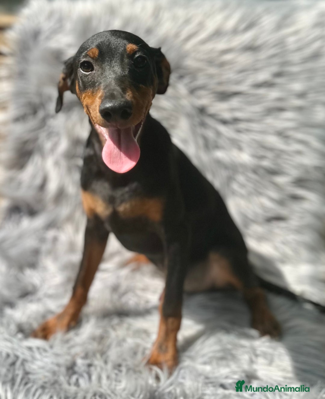 Pinscher Alemán perros en venta: PINSCHER ALEMÁN TAMAÑO PEQUEÑO - Imagen 2