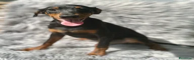 Pinscher Alemán Cachorro 2