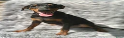 Pinscher Alemán perros en venta: PINSCHER ALEMÁN TAMAÑO PEQUEÑO - Anuncio 2
