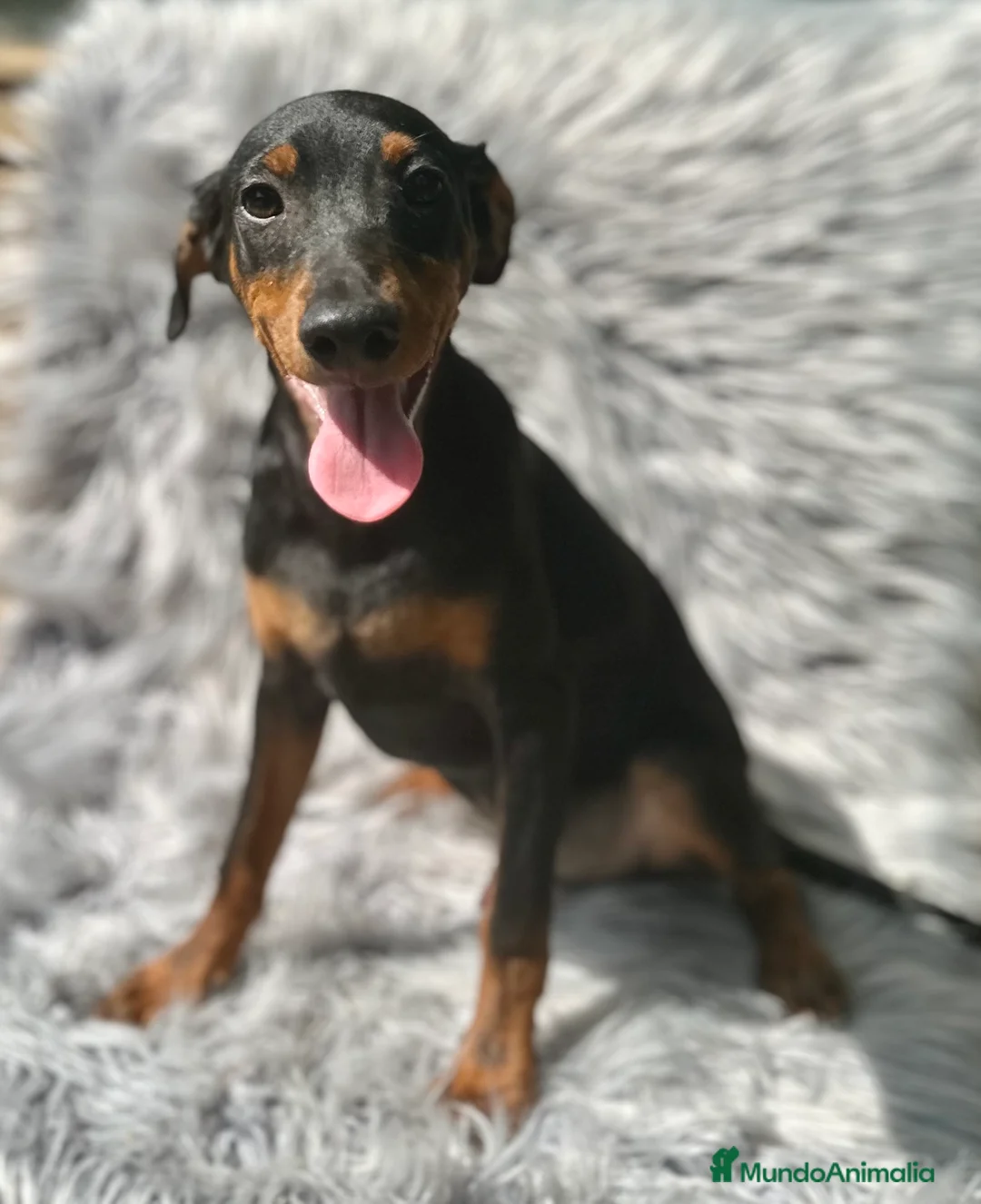 Pinscher Alemán perros en venta: PINSCHER ALEMÁN TAMAÑO PEQUEÑO - Anuncio 2