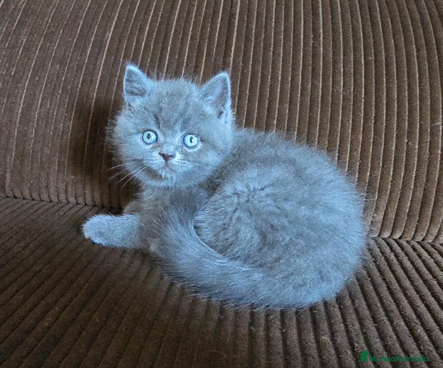 Británico de Pelo Corto gatos Gatcot.com - Anuncio 19