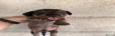 Teckel 2