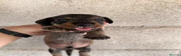 Teckel perros en venta: Teckel pelo duro Sevilla - Anuncio 7