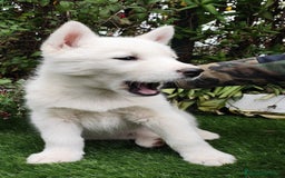 Husky Siberiano perros en venta: Husky siberiano  - Imagen 4