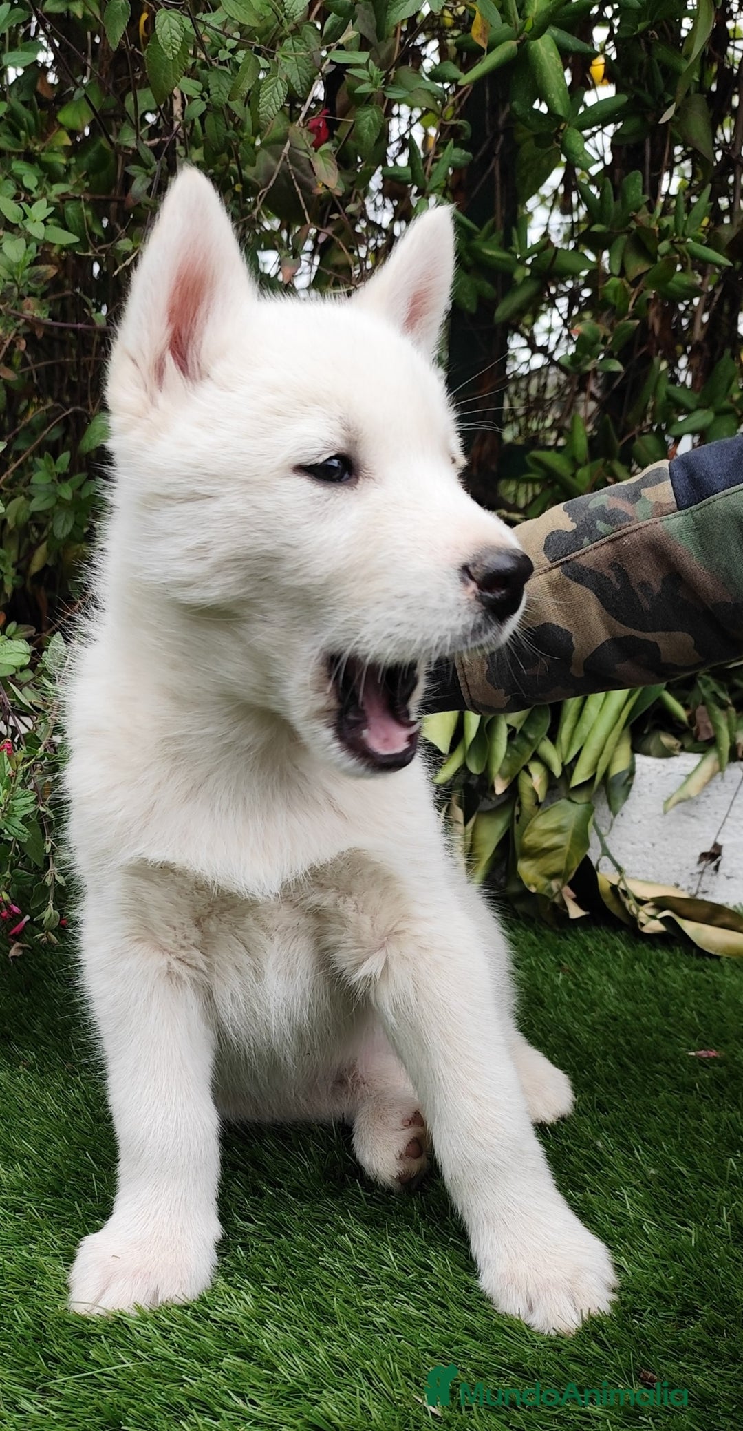 Husky Siberiano perros en venta: Husky siberiano  - Imagen 4