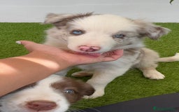 Border Collie perros en venta: BORDER COLLIE MERLE MACHO - Imagen 4