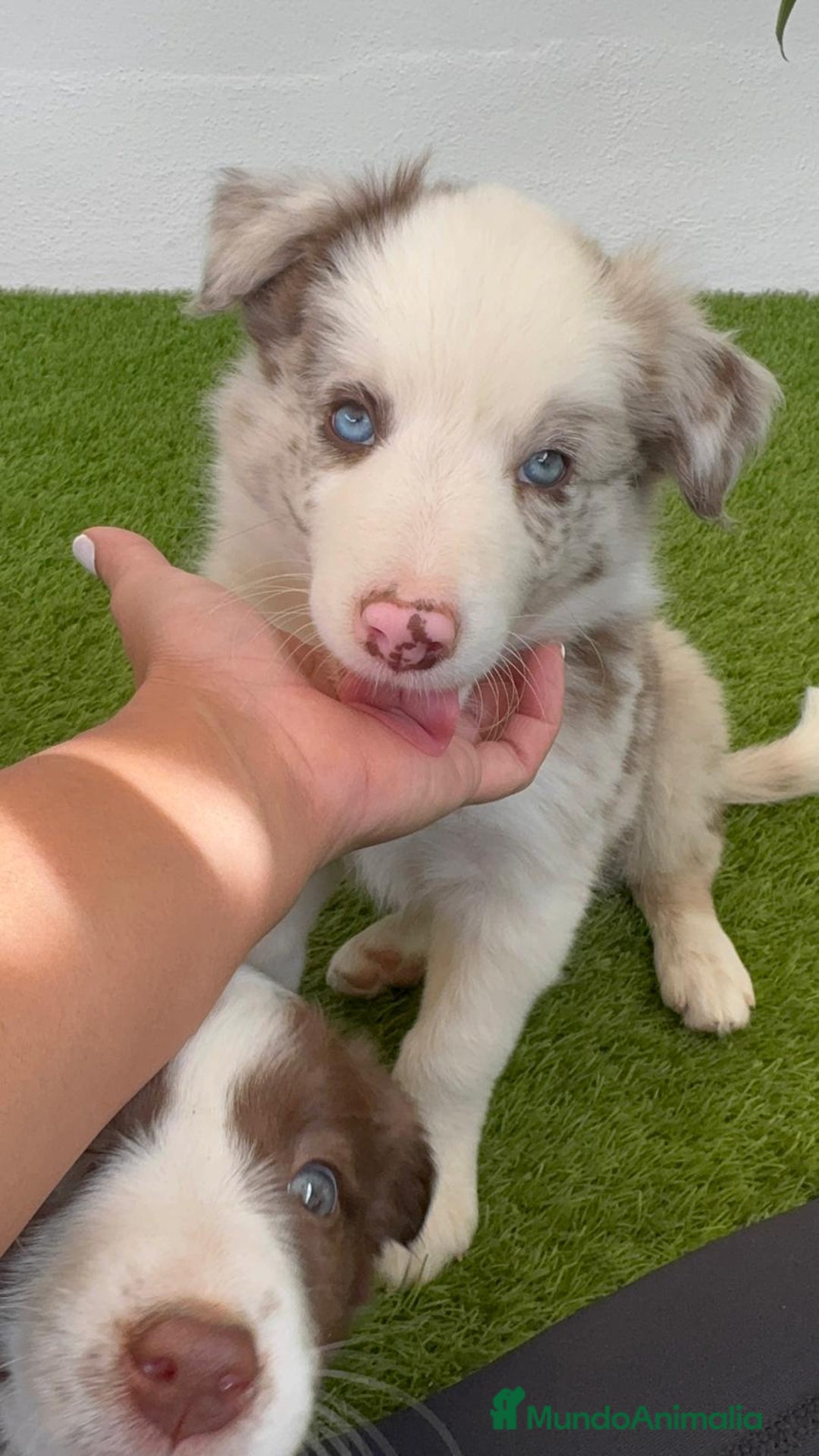 Border Collie perros en venta: BORDER COLLIE MERLE MACHO - Imagen 4
