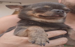 Chihuahua perros en venta: Chihuahua - Imagen 11